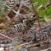 Drozd australsky - Zoothera lunulata - Bassian Thrush o3534